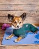 Dog Helios 'Rufflex' Mediumweight 4-Way-Stretch Breathable Full Bodied Performance Dog Warmup Track Suit